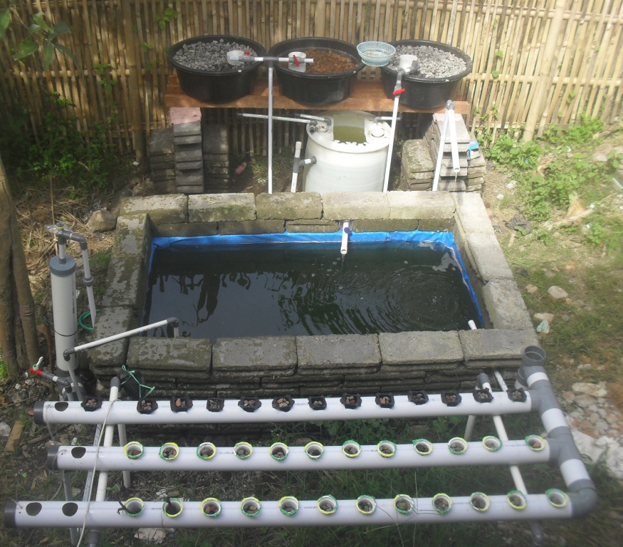 aquaponik kolam terpal | m2n , Ikan &amp; Akuaponik